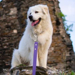 2CM Wide Waterproof Dog Leash Long Pvc Pet Leashes Easy To Clean Rope for Small Medium Large Big Dogs Walking Traning Lead